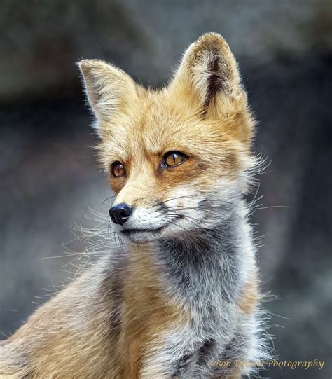 Red Fox Bob Dinnel Flickr