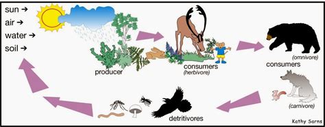 Stpl World Of Biology 13 Food Chain