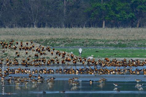 Flocks Of Various Species Of Migratory Birds Are Resting In The Wetland ...