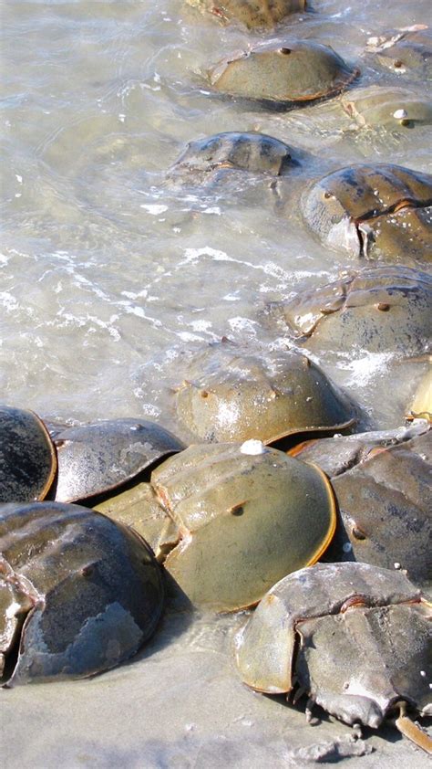 Horseshoe Crab Hatching