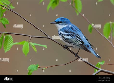 Cerulean Warbler Setophaga Cerulea Male West Virginia Stock Photo