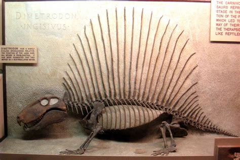 Facts About Dimetrodon The Non Dinosaur Dinosaur