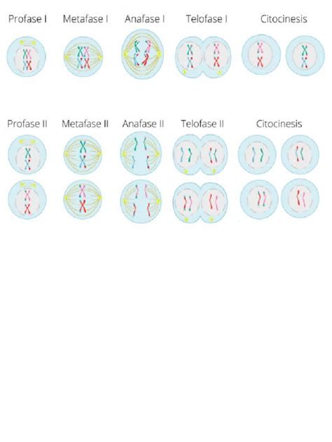 Fases De La Meiosis Biologia Dibujos Pdf