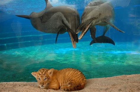 Beast friends: The dolphins who became mates with a liger cub (that's a cross between a lion and ...