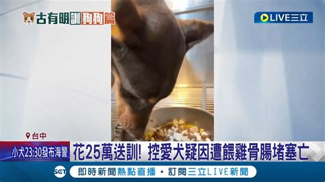 一夕之間竟天人永隔台中飼主花25萬送愛犬受訓 疑遭餵食雞骨休克慘死 動物醫院稱犬隻到院前已死亡 訓犬中心面對指控拒絕回應│【萌寵54來