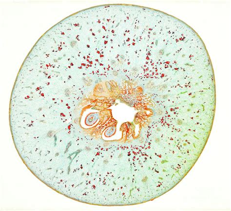 Pear Cross Section By Nigel Downerscience Photo Library