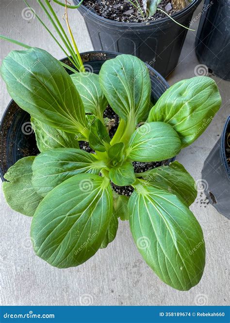 Lush Green Bok Choy Growing in a Container Garden Stock Photo - Image