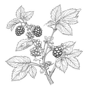 Ripe Blackberries On A Branch Coloring Page Lulu Pages