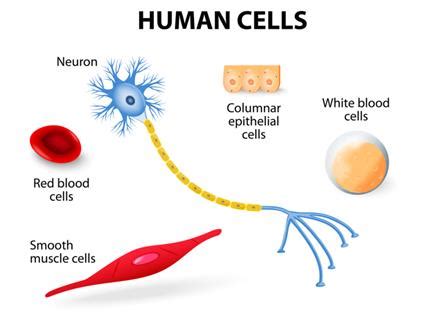 Multicellular Animals Examples