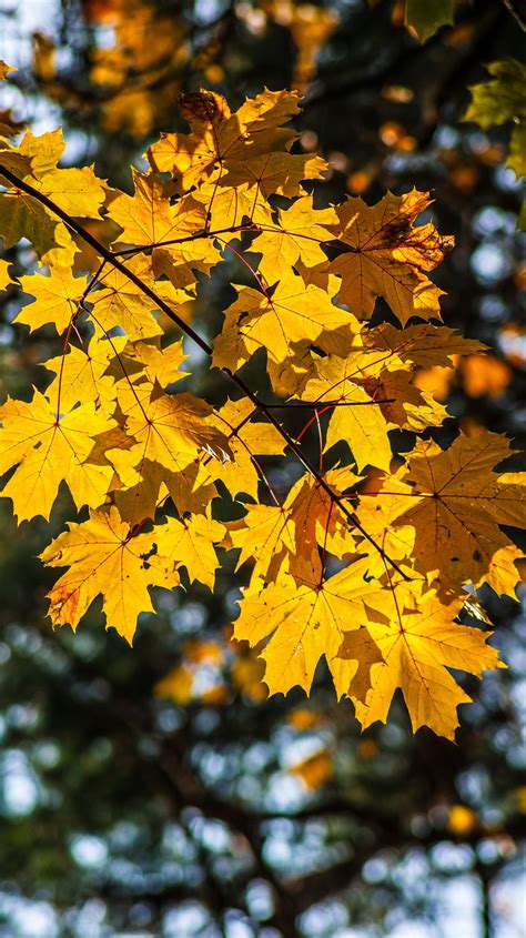 Feuilles Jaunes Automne Autumn Photo Gratuite Sur Pixabay Pixabay