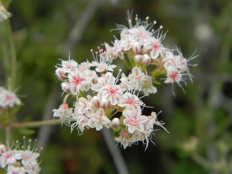 Buckwheat Flower