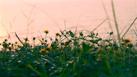 4k Flowers Yellow Grass Wallpaper [3840x2160]