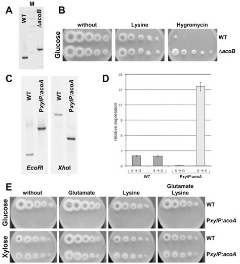 Characterization Of An A Fumigatus Acob Deletion Mutant Acob And Of