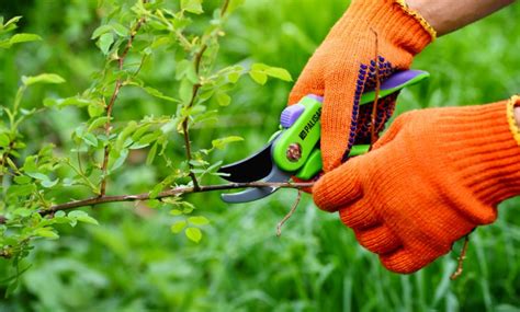 Ces arbres qu il faut absolument éviter de tailler en juillet 2023