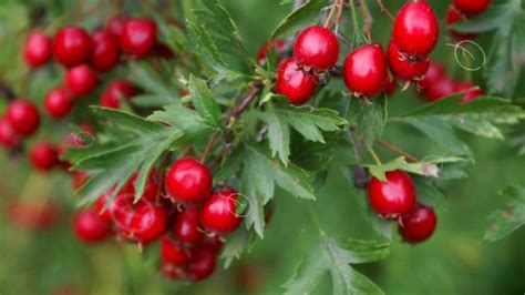 БОЯРЫШНИК ПОЛЬЗА | боярышник лекарственные свойства, чем полезен ...