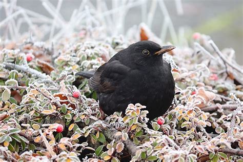 I Giorni Della Merla Tradizioni E Leggende Di Un Antico Folclore Invernale