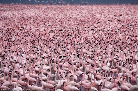 Thousands Of Flamingos Turn A Lake Pink As They Flock Together In