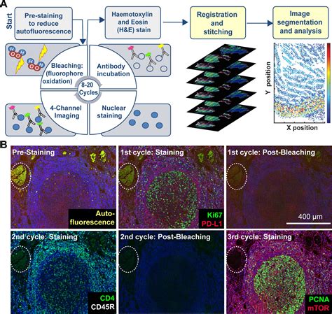 Figures And Data In Highly Multiplexed Immunofluorescence Imaging Of