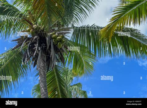 Coconut Palm Trees In Turks And Caicos Upward View With Blue Sky And