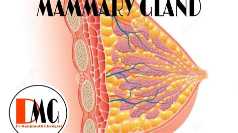 HUMAN REPRODUCTION Structure Of Mammary Gland CLASS12 KCET NEET