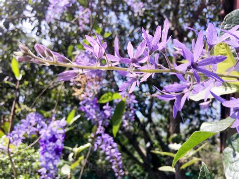 Blossom Purple Flower Of Sandpaper Vine Queens Wreath Purple Wreath