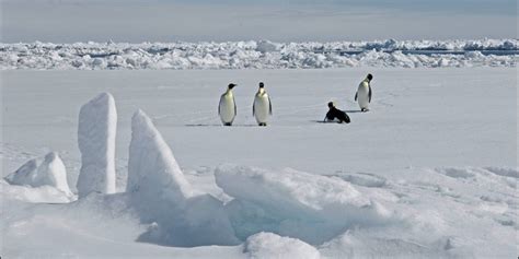 New emperor penguin colony in Antarctica discovered from space