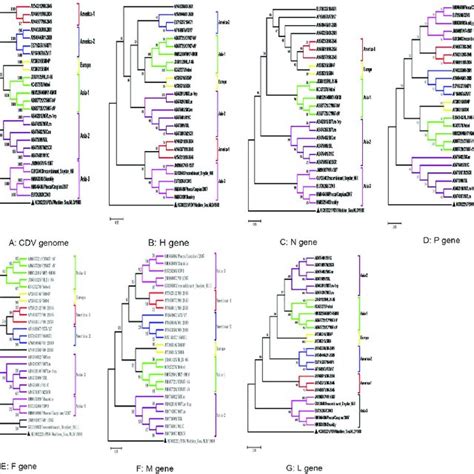 Phylogenetic Tree Analysis Of Full Length Cdv Genomes The Distances