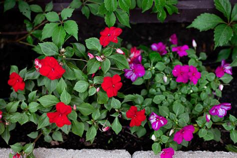 How To Grow And Care For Impatiens