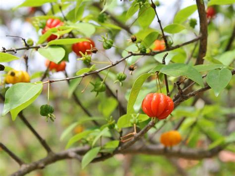 Frutas Brasil Cultivo Da Pitangueira Eugenia Uniflora Linnaeus