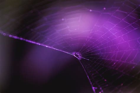 White spider web, Spiderweb, Purple, Weaving HD wallpaper | Wallpaper Flare