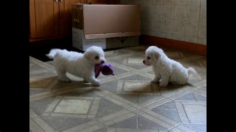 Bichon Puppies For Sale - YouTube