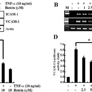 Butein Suppresses The Tnf Induced Expression Of Icam And Vcam