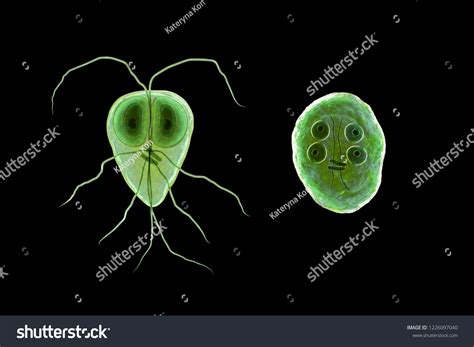 Giardia Intestinalis Trophozoite Cyst Formely Known Stock Illustration 1226097040 Shutterstock