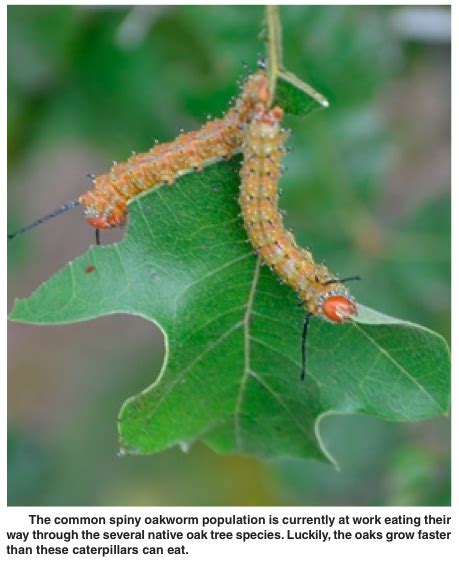 The Oakworm Caterpillar Ecb Publishing Inc