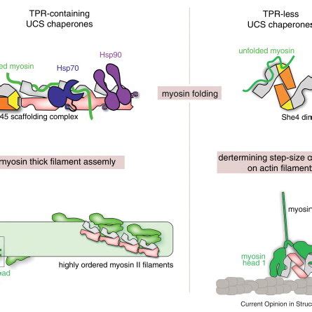 Organization of myosin. (a) Structure of the myosin motor domain ...