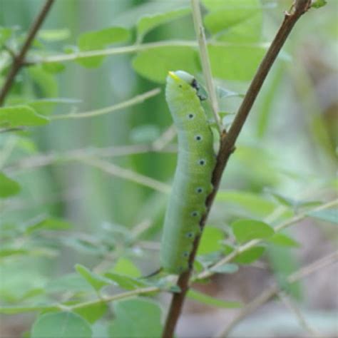 Snowberry Clearwing Caterpillar Project Noah