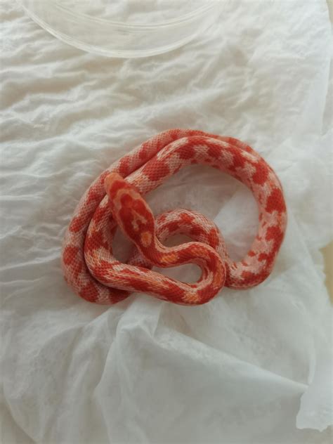 Being sold as a Chinese Corn Snake. Want confirmation for care ...