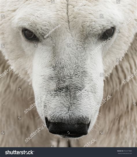 2,880 Polar bear eyes Images, Stock Photos & Vectors | Shutterstock