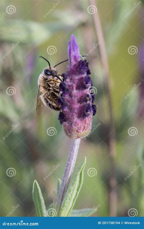 Arranjo Vertical De Uma Abelha Polinizando Uma Flor Roxa Foto De Stock