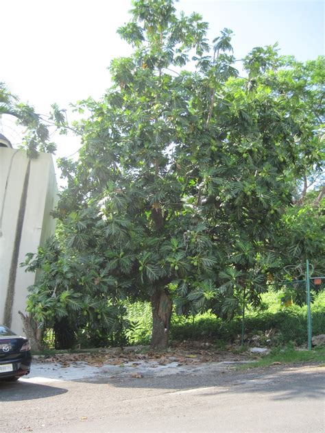 Smiths Jamaican Mission Breadfruit Tree