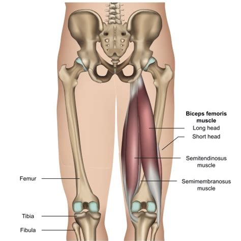 The Better Hamstring Exercises Than Nordic Leg Curls Ultimate Sandbag