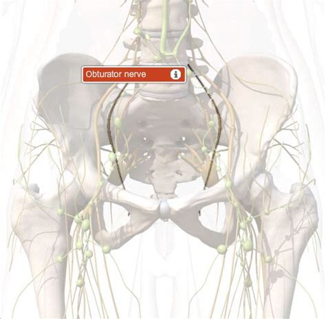 Obturator Internus Muscle Anatomy, Function & Function | Body Maps | Body map, Muscle anatomy ...