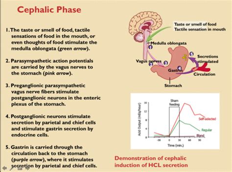 Phases of Gastric Secretion Flashcards | Quizlet