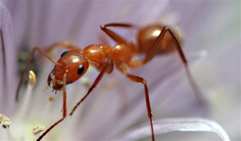 Ant Facts Information And Pictures