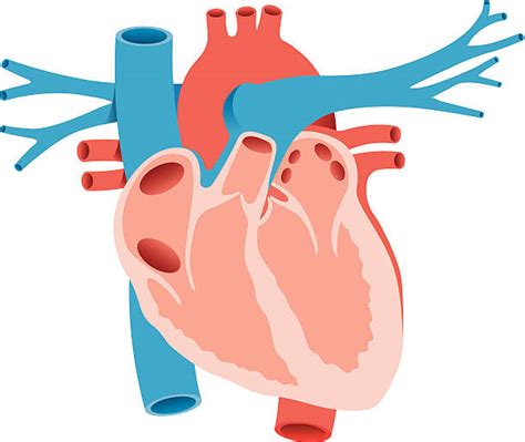 Best Heart Surgery Illustrations Royalty Free Vector Graphics And Clip Art Istock