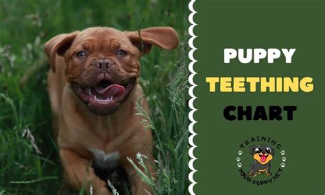 Puppy Teeth Chart By Age