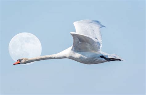 70 Swans Fly Moon Sky Birds Stock Photos Pictures And Royalty Free