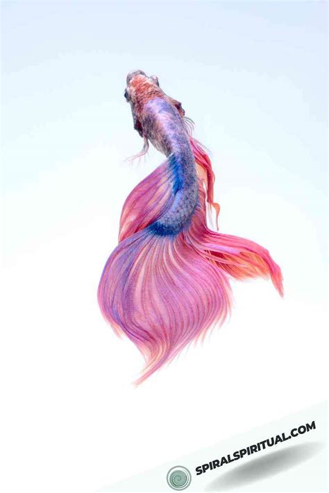 What Do Betta Fish Symbolize Spiritually Spiralspiritual