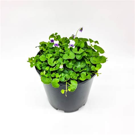 Native Violet - Plants for Spaces