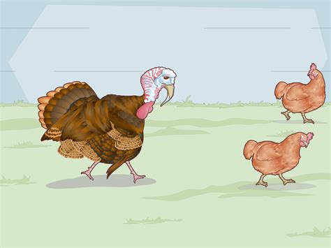 How To Sex Turkeys 10 Different Physical Signs Identifiers Artofit